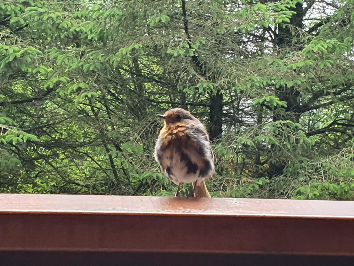 Forest Lodge Log Cabin - Ireland Ballyconnell  Ngoại thất bức ảnh